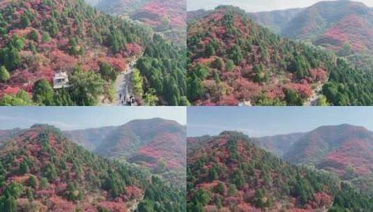 济南红叶谷景区，红叶满山迎来最佳观赏高清在线视频素材下载