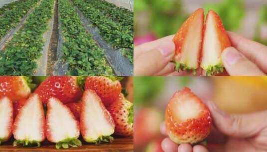 草莓 丹东新鲜草莓高清在线视频素材下载