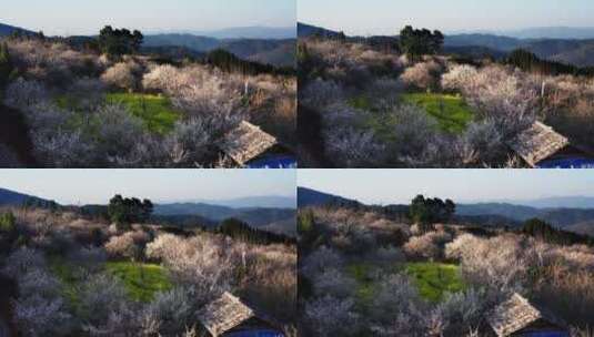 清晨朝阳照射中的梅花园高清在线视频素材下载