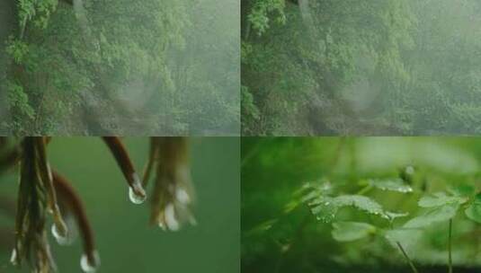 下雨天雨滴落在树上和草上高清在线视频素材下载