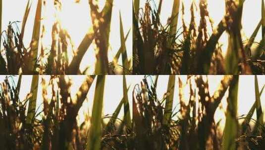 阳光下的水稻特写农业农作物高清在线视频素材下载