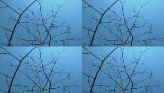 树枝，天空-上三分构图高清在线视频素材下载