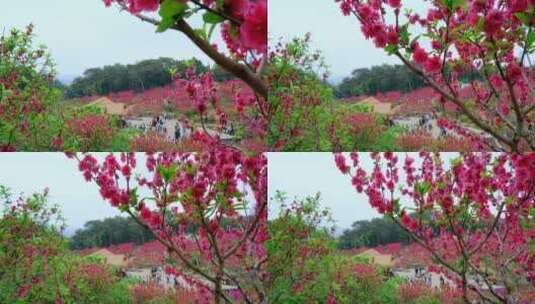 桃花林 树林 春暖花开 桃花坞 桃花园高清在线视频素材下载