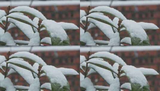下雪飘雪树叶慢镜头4K实拍空镜高清在线视频素材下载