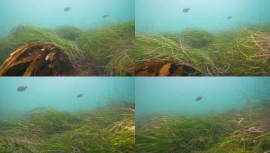 海底海草鱼类海洋生物高清在线视频素材下载