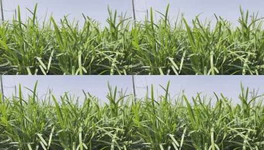 微风吹拂着绿油油的蔬菜苗高清在线视频素材下载
