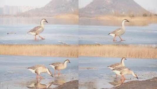 中国山东济南华山湖湿地秋冬鸟类觅食高清在线视频素材下载