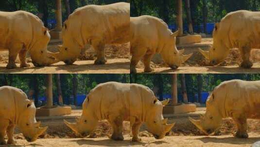 动物园犀牛对峙顶撞打架高清在线视频素材下载