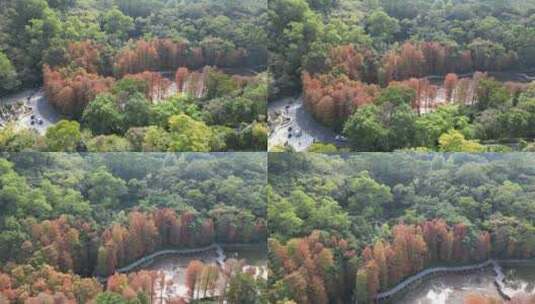 深圳仙湖植物园落羽杉高清在线视频素材下载