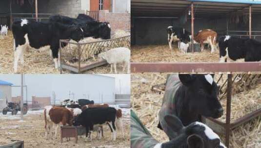 庭院养牛视频高清在线视频素材下载