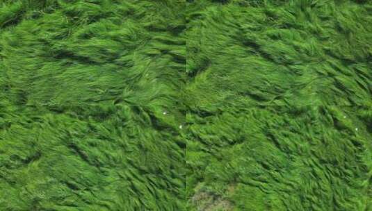 鄱阳湖湿地公园高清在线视频素材下载
