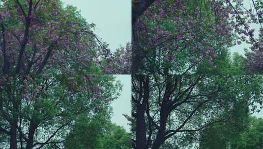 公园树木风景空镜高清在线视频素材下载