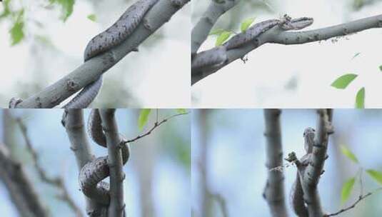 h蝮蛇盘踞隐藏在树枝中03高清在线视频素材下载