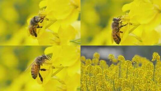 蜜蜂采蜜油菜花实拍镜头高清在线视频素材下载