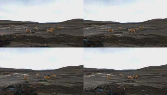 可可西里野生动物藏羚羊高清在线视频素材下载