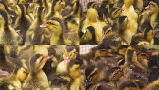 家禽养殖鸭苗特写视频高清在线视频素材下载