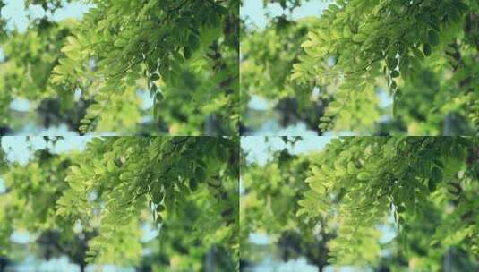 阳光下的清新树叶空镜高清在线视频素材下载