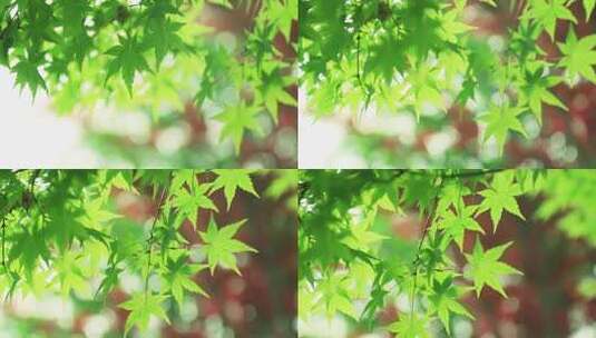 阳光下嫩绿色枫树叶绿鸡爪槭花红叶枫树叶高清在线视频素材下载