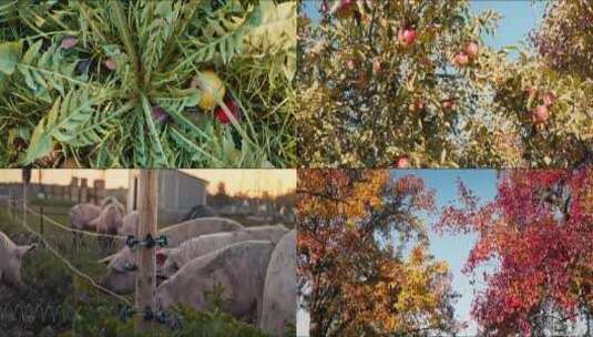 生态养猪厂秋季美景苹果园高清在线视频素材下载
