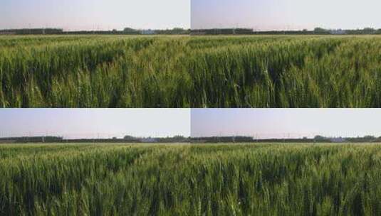 农业麦田 小麦高清在线视频素材下载