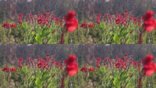 红色花花朵大自然景观特写公园开放花草高清在线视频素材下载