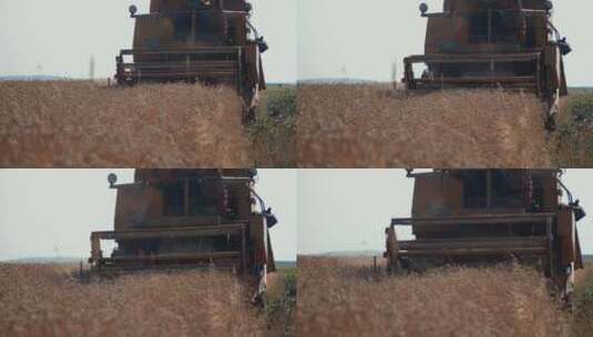 收割机切割小麦小穗高清在线视频素材下载