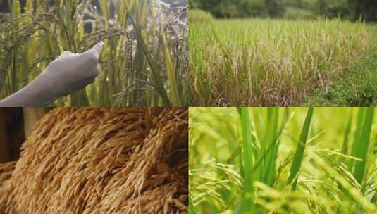 合集-水稻成熟高清在线视频素材下载
