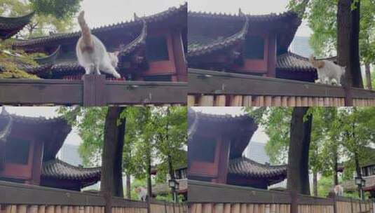 寺庙古建筑庭院行走的猫咪1高清在线视频素材下载