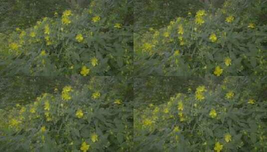 植物 花卉 自然绿色高清在线视频素材下载