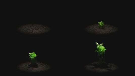 绿色植物快速生长高清在线视频素材下载
