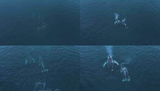 3头巨型座头鲸一起迁徙，4k，无人机视图，卡尔斯巴德加州高清在线视频素材下载