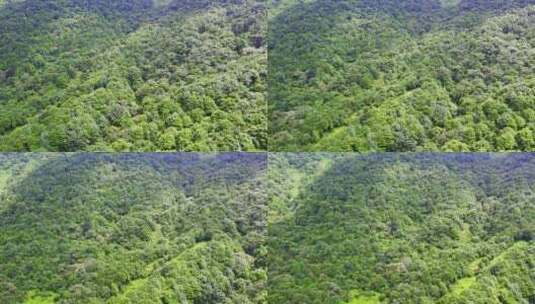 航拍森林树木青山山脉自然风景高清在线视频素材下载