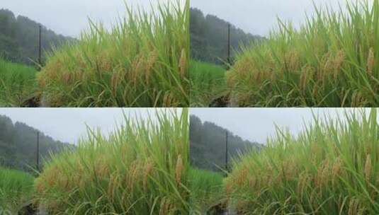 成熟的稻穗水稻特写雨露水珠田野高清在线视频素材下载