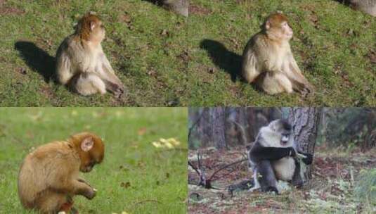 【合集】呆萌可爱猴类吃东西高清视频高清在线视频素材下载