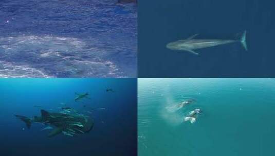 【合集】鲸鱼 鲸鱼跃起高清在线视频素材下载