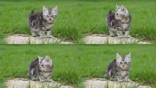 可爱的美国短发小猫躺在公园里看高清在线视频素材下载
