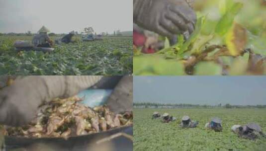 湖北荆州菱角采摘 池塘作物采摘 生态农业高清在线视频素材下载