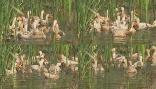 农村池塘里的散养鸭子麻鸭高清在线视频素材下载