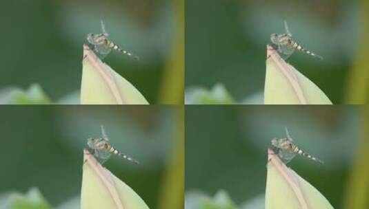 一只异色灰蜻蜓立在荷花上高清在线视频素材下载