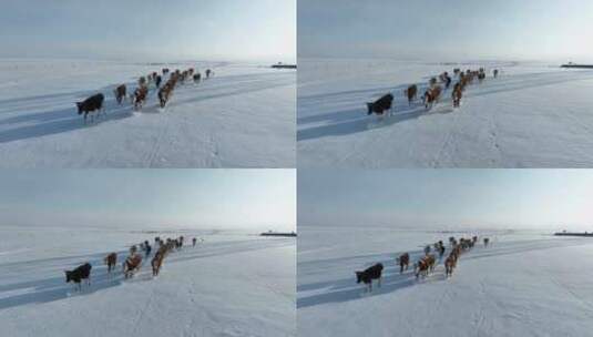 航拍呼伦贝尔冬季草原牛群-88高清在线视频素材下载