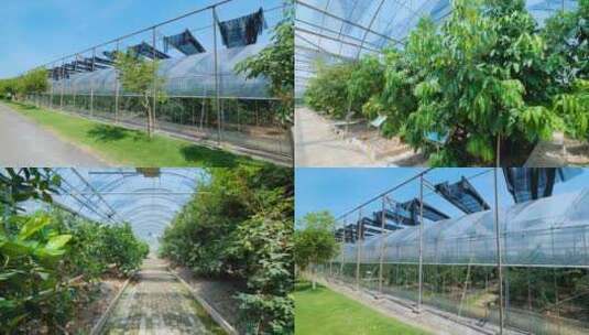 温室大棚果园果树种植高清在线视频素材下载