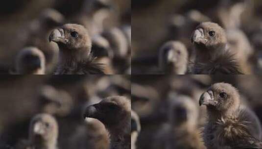 实拍青海野生动物秃鹫鸟高清在线视频素材下载