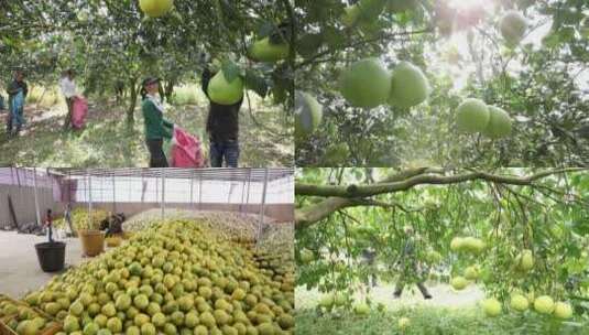 柚子树挂果与采摘高清在线视频素材下载