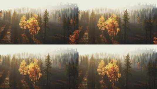 秋天日落时山上充满活力的松树林高清在线视频素材下载