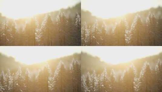 航拍冬季森林景观高清在线视频素材下载