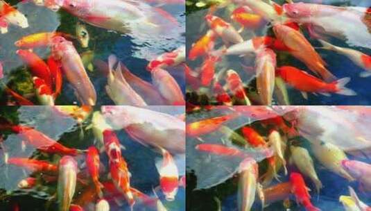 锦鲤 锦鲤鱼 水中游动高清在线视频素材下载