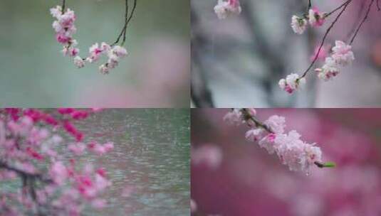 春天花雨 桃花高清在线视频素材下载