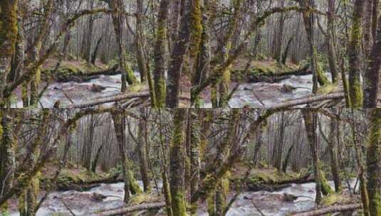 森林山涧溪流高清在线视频素材下载