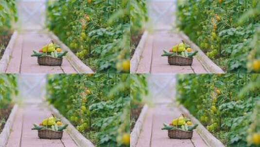 菜园里采摘新鲜的瓜果蔬菜高清在线视频素材下载