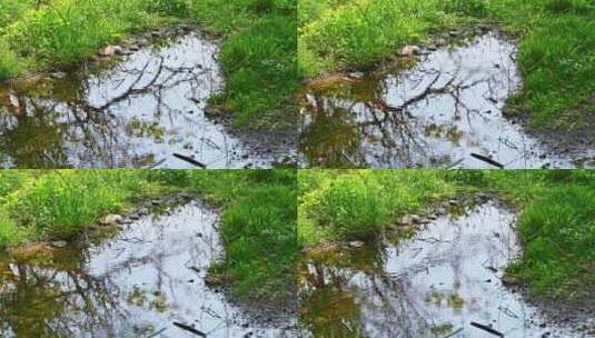 春天小溪边生长的小草与倒影高清在线视频素材下载